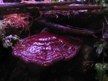 mystery mushroom