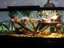 40 Gallon Turtle Terrarium full view