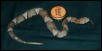 Neonate Broad-Banded Copperhead