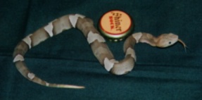Neonate Broad-Banded Copperhead