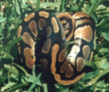 Female Ball 2