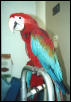 Young Greenwing Macaw