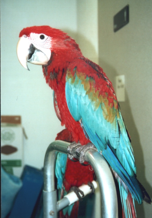 Young Greenwing Macaw