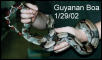 Male Guyanan Boa