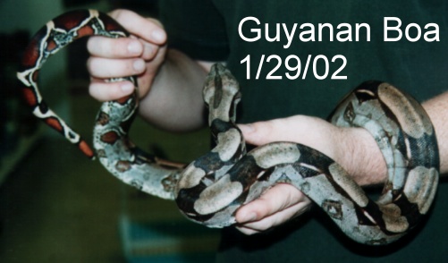 Male Guyanan Boa