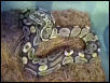 Male ball python 2