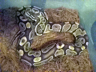 Male ball python 2