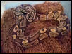 Male ball python 2