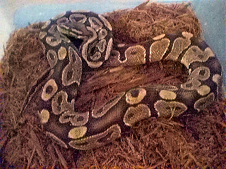Male ball python 2