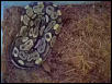 Male ball python 2