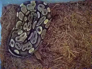 Male ball python 2
