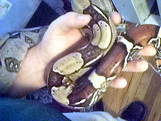 Guyanan Male