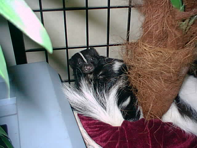 Daisy