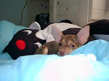 Maggie