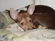 Maggie