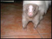 Tabu