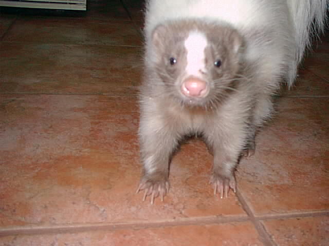 Tabu