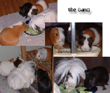 the gang