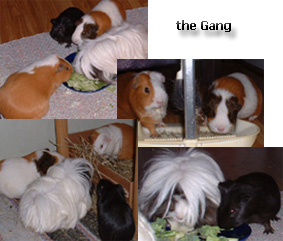 the gang