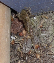 Spring Peeper