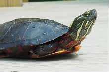 turtle