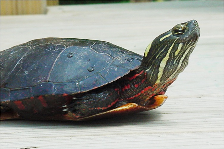 turtle
