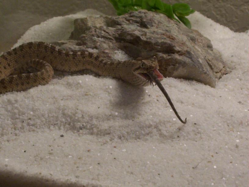 Lizard Almost Gone