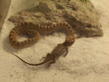 Sidewinder Snacking