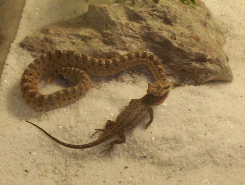 Sidewinder Snacking