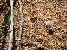 Mountain Short Horned Lizard