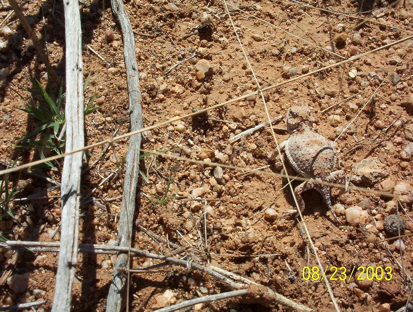 Mountain Short Horned Lizard