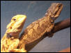 My Two Bearded Dragons