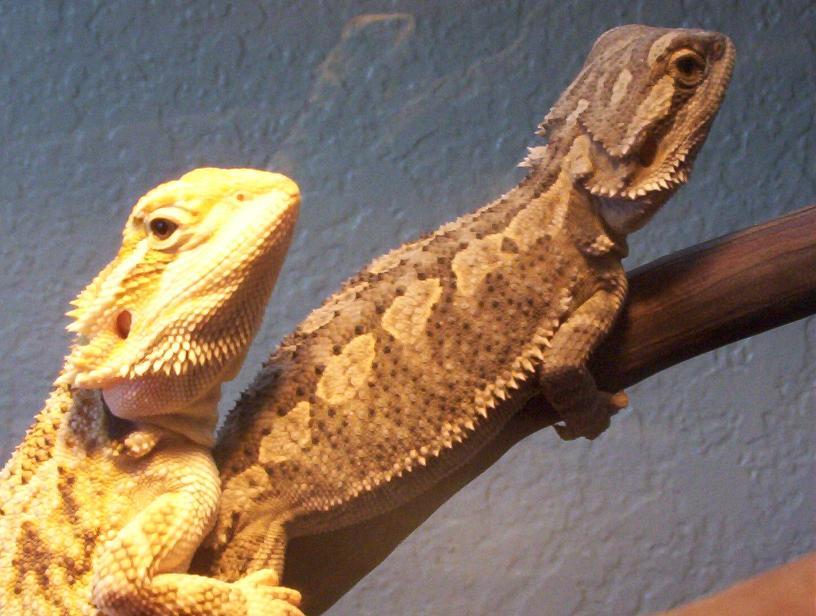 My Two Bearded Dragons