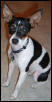 Finnegan the Rat Terrier