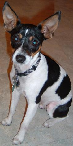Finnegan the Rat Terrier