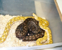 dwarf retics breeding