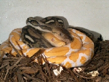 albino retic and tiger het for albino