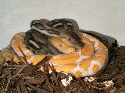 albino retic and tiger het for albino
