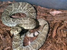 my new female mojave