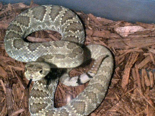 my new female mojave