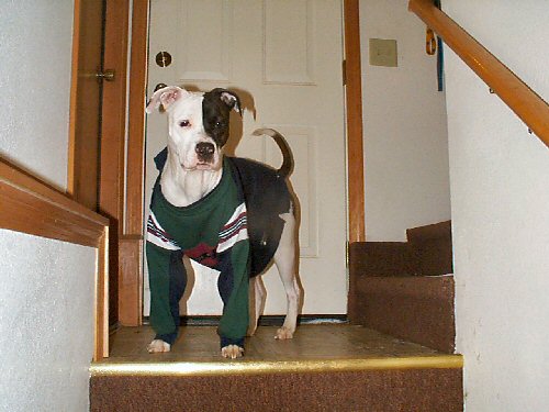 my pit and an old sweatshirt