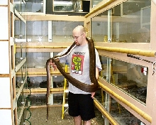 the titanium retic at prehistoricpets