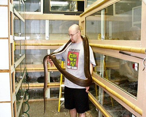 the titanium retic at prehistoricpets