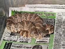 my new female spec