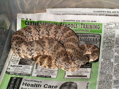 my new female spec