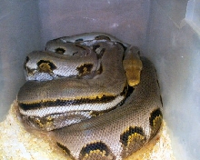 a striped dwarf retic