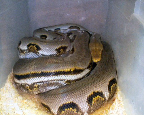 a striped dwarf retic