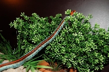 garter