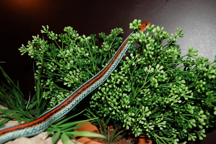 garter
