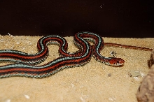 garter2